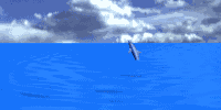 dolphin.gif (47094 bytes)